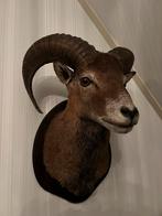 Opgezette kop moeflon, Verzamelen, Dierenverzamelingen, Ophalen, Gebruikt, Wild dier, Gewei of Kop