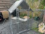 Kippenren vida xl, Dieren en Toebehoren, Pluimvee, Meerdere dieren, Kip