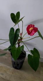 Flamingoplant (Anthurium) in mooie mozaiek pot, Huis en Inrichting, Kamerplanten, Bloeiende kamerplant, Ophalen, Halfschaduw, Minder dan 100 cm