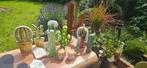 Cactussen, Ophalen, Gebruikt