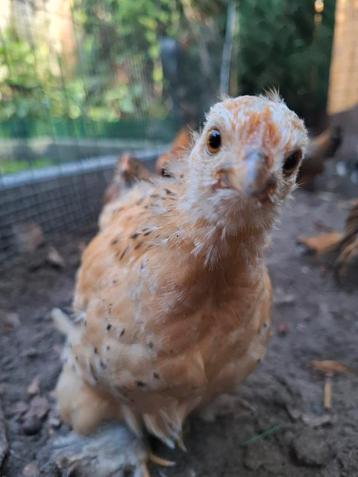 Cochin kriel kip hen beschikbaar voor biedingen