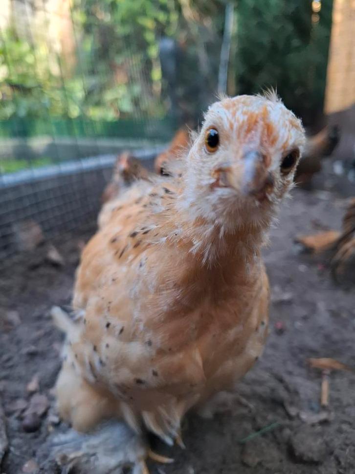 Cochin kriel kip hen, Dieren en Toebehoren, Pluimvee, Kip, Vrouwelijk