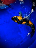 Ki utsuri, Dieren en Toebehoren, Vissen | Vijvervissen, Karper of Koi