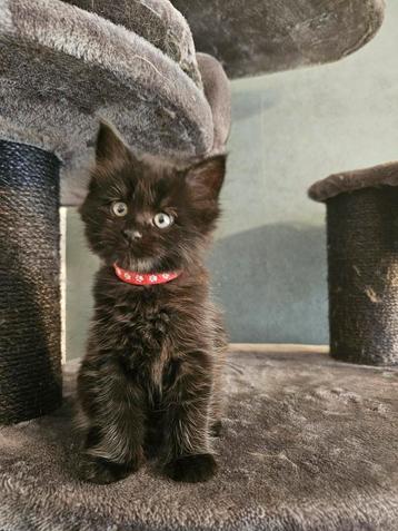 Prachtige Black Smoke Maine Coon kittens beschikbaar voor biedingen