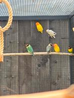 Personatus fischeri, Meerdere dieren, Dwergpapegaai of Agapornis