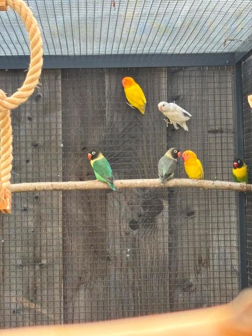 Personatus fischeri, Dieren en Toebehoren, Vogels | Parkieten en Papegaaien, Dwergpapegaai of Agapornis, Meerdere dieren