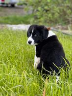 Australian shepherd pup, Dieren en Toebehoren, Honden | Herdershonden en Veedrijvers, CDV (hondenziekte), Particulier, 8 tot 15 weken