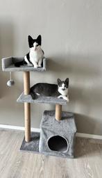 2 schattige poezen, Dieren en Toebehoren, Katten en Kittens | Overige Katten, Poes