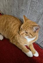 Mooie Jonge Kat 8 maanden, Dieren en Toebehoren, Kater, 0 tot 2 jaar