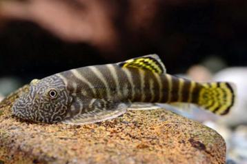 Yellow Fin Sucker (Loach) beschikbaar voor biedingen