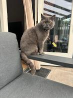 Britse korthaar, Dieren en Toebehoren, Katten en Kittens | Overige Katten, Kater