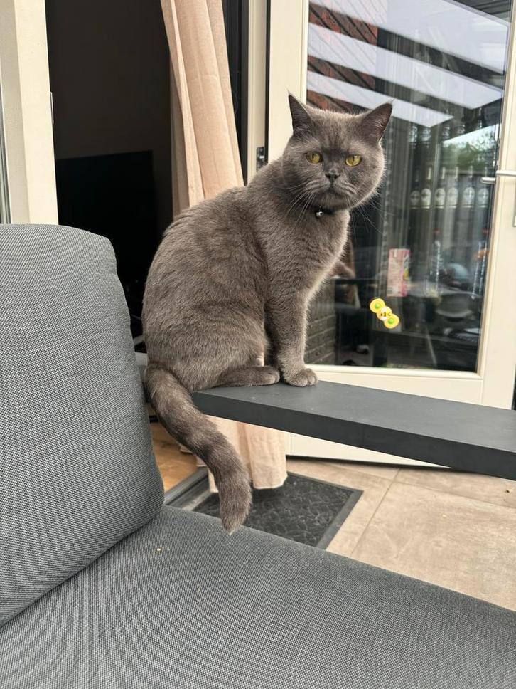 Britse korthaar, Dieren en Toebehoren, Katten en Kittens | Overige Katten, Kater