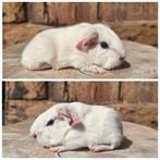 Jonge cavias - zeugjes en beertjes, Dieren en Toebehoren, Cavia, Augustus, Meerdere dieren, Tam