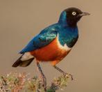 Gezocht driekleur glans spreeuw!, Meerdere dieren