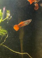 Guppen - Tropische Aquarium vissen, Vis