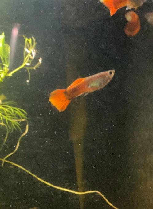 Guppen - Tropische Aquarium vissen, Dieren en Toebehoren, Vissen | Aquariumvissen, Vis