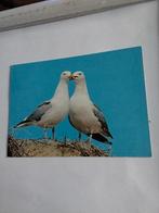 ZILVERMEEUWEN. 1984, Ophalen of Verzenden, 1980 tot heden