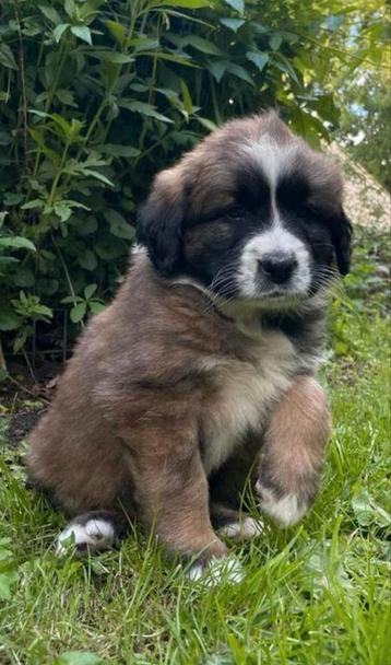 Onze Leonberger x Berner heeft pups. Direct beschikbaar! beschikbaar voor biedingen