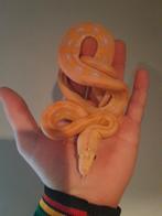 Super mooie (D) retics nk 25  nog enkele dieren beschikbaar., Dieren en Toebehoren, Reptielen en Amfibieën, Slang, 0 tot 2 jaar