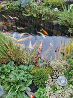 Te koop, Dieren en Toebehoren, Vissen | Vijvervissen, Karper of Koi
