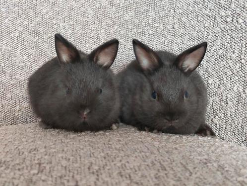 Dwergkonijntjes , kleurdwergjes, Dieren en Toebehoren, Konijnen, Dwerg, Meerdere dieren