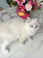 Ragdoll kittens te Koop, Dieren en Toebehoren, Katten en Kittens | Raskatten | Langhaar, Meerdere dieren, Ontwormd, 0 tot 2 jaar
