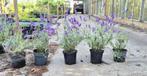 Lavendel hidcote, Tuin en Terras, Planten | Tuinplanten, Volle zon, Vaste plant, Zomer, Ophalen