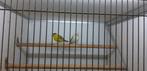 europeese sijs diversen, Mannelijk, Wildzangvogel, Geringd
