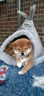 Shiba inu pups met stamboom van geteste ouders., Dieren en Toebehoren, Honden | Poolhonden, Keeshonden en Oertypen, Rabiës (hondsdolheid)