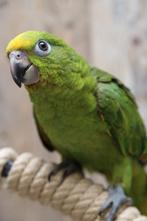 Jonge Baby Geel voorhoofd Amazones | Handtam | Nieuwsgierig