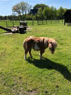 mooi hengstveulen, Dieren en Toebehoren, Pony's, Niet van toepassing, Hengst, A pony (tot 1.17m), 3 tot 6 jaar