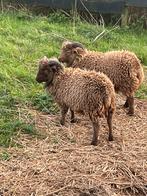 Quessant rammen Ouessant, Dieren en Toebehoren, Mannelijk, Schaap