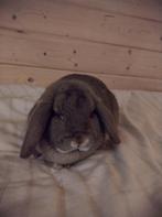 Hangoor voedster van 11 maanden oud, Dieren en Toebehoren, Konijnen, Vrouwelijk, Klein, Hangoor, 0 tot 2 jaar
