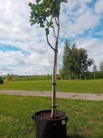 vijgenboom (Ficus carica) fruitboom halfstam boom, Ophalen, Lente, Volle zon, In pot