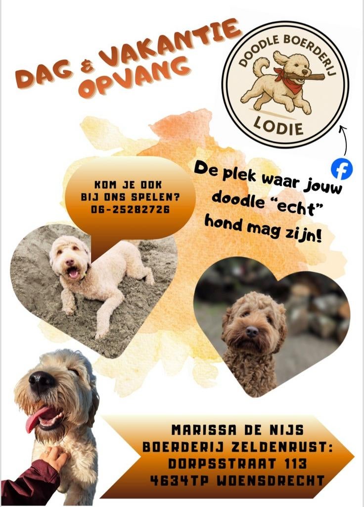 Doodle boerderij Lodie heeft plek!, Dieren en Toebehoren, Dierenvoeding, Ophalen of Verzenden