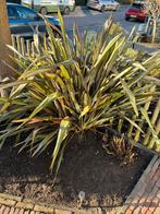 Nieuw-Zeelands vlas (Phormium), Tuin en Terras, Planten | Tuinplanten, Volle zon, Vaste plant, Bloeit niet, Ophalen