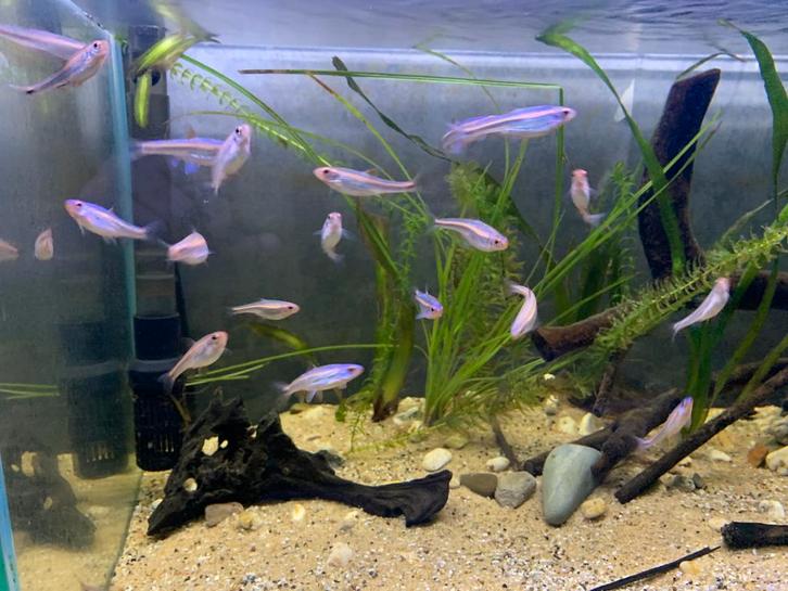 Rainbowshiners, Dieren en Toebehoren, Vissen | Aquariumvissen, Vis