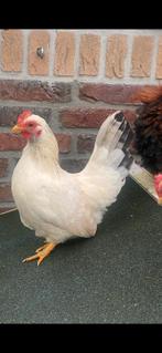 Chabo krielhennetje en haan van mei dit jaar, Dieren en Toebehoren, Pluimvee, Vrouwelijk, Kip