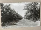 Bakel Ontspanningsoord en camping De Kanthoeve, 1940 tot 1960, Gelopen, Ophalen of Verzenden, Noord-Brabant