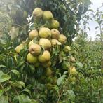Doyenne du comice perenbomen   / peer boom, Ophalen, 100 tot 250 cm, Perenboom, Lente