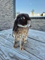 2 prachtige konijntjes te koop!, Dieren en Toebehoren, Konijnen, Mannelijk, Dwerg