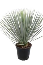 Outletplant | Yucca | Winterhard tot -18 | Incl bezorging, Halfschaduw, Vaste plant, Overige soorten, Verzenden