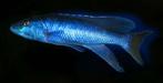 Cicliden Champsochromis caeruleus., Dieren en Toebehoren, Vissen | Aquariumvissen, Vis
