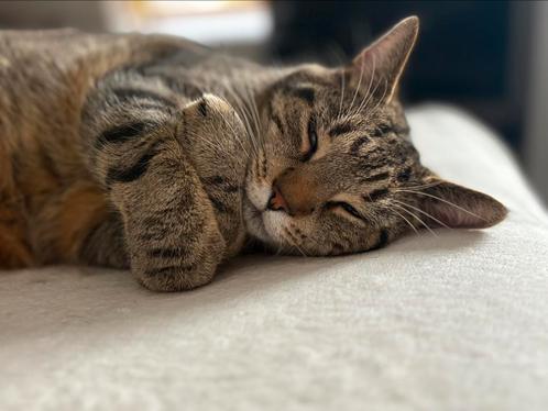 Lieve kater (3 jaar) zoekt rustig huisje!, Dieren en Toebehoren, Katten en Kittens | Overige Katten, Kater