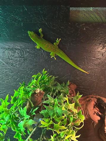Reuzen madagascar daggekko / Phelsuma grandis beschikbaar voor biedingen