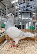 Kleurpostduif poederblauw geband, Meerdere dieren, Postduif