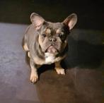 Franse bulldog teefje blue tan, 1 tot 2 jaar, Teef, Bulldog, Eén hond