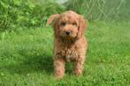 Cockapoo pups direct beschikbaar, Dieren en Toebehoren, België, Rabiës (hondsdolheid), 15 weken tot 1 jaar, Meerdere