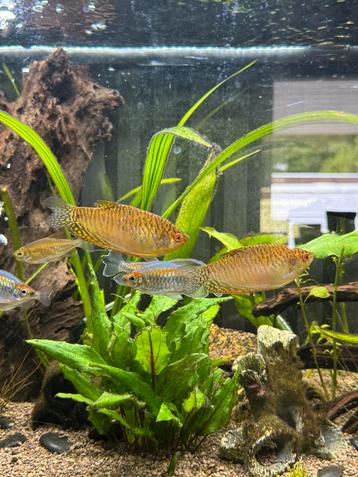 200L Aquarium op kast incl vissen beschikbaar voor biedingen