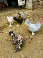Ukkelse Baardkriel Haan GRATIS, Dieren en Toebehoren, Mannelijk, Kip